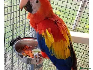 Macaws birds Scarlet macaw - Advert 3