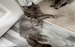 Maine Coon cats for sale: Stunning Maine Coon Kittens (Tica Registered)  in Colchester - Image 20
