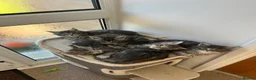 Maine Coon cats for sale: Maincoones kittens in Ruthin - Advert 6