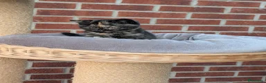 British Shorthair 5
