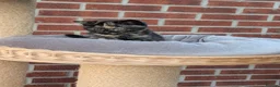 British Shorthair cats for sale: 🌟💞Adorable BSH Kittens 😻❤️ - Advert 3