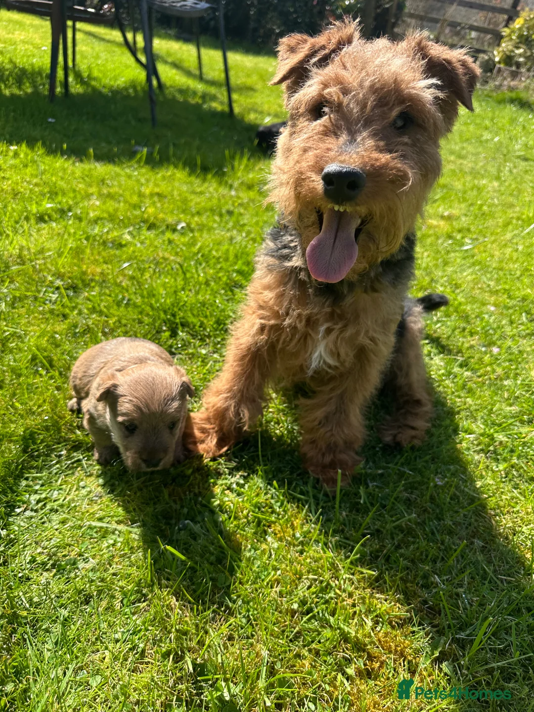 Mixed Breed dogs for sale: Welsh Terrier x Cairn Terrier Puppies - Advert 2
