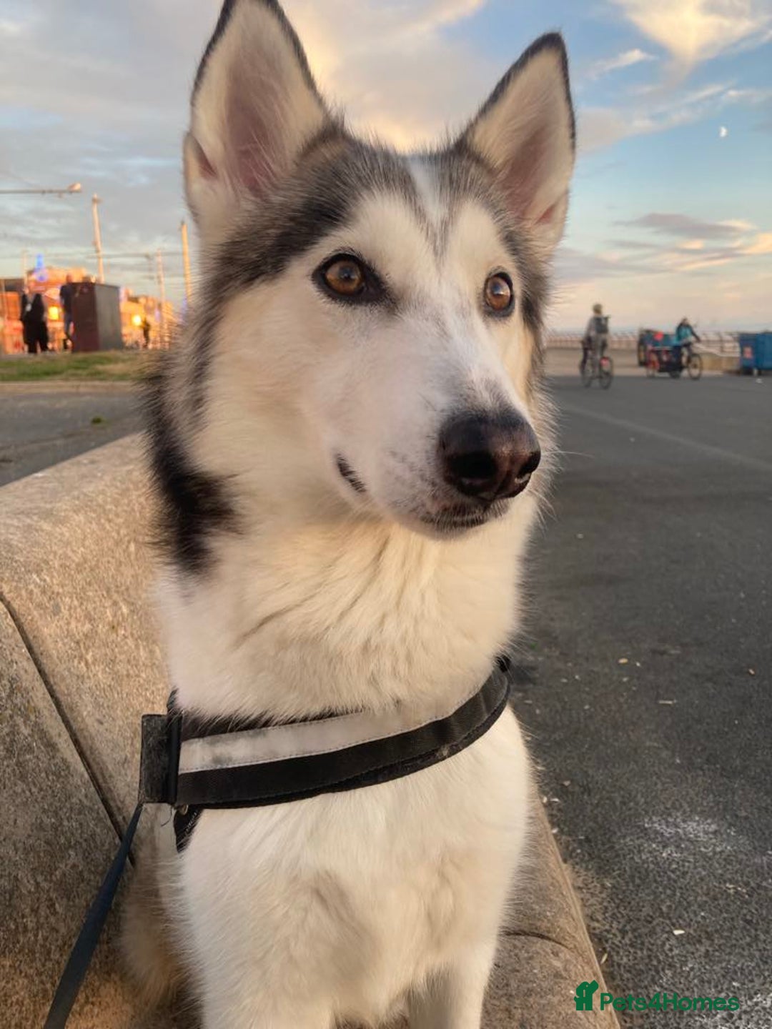 Siberian Husky dogs for sale: Lynxx - Image 2