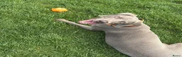 Weimaraner dogs for sale: Our beautiful boy Bodhi  - Advert 4