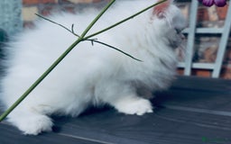 Persian cats for sale: Pure White Persian Girls BLUE EYES & full hearing - Image 7