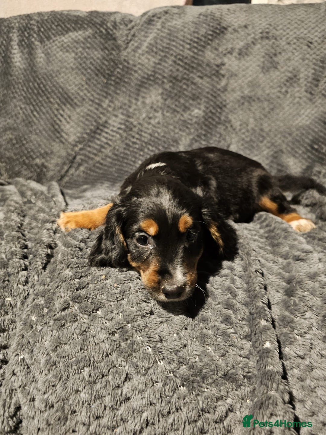 Cocker Spaniel dogs for sale: Cocker spaniels puppy's  - Advert 27