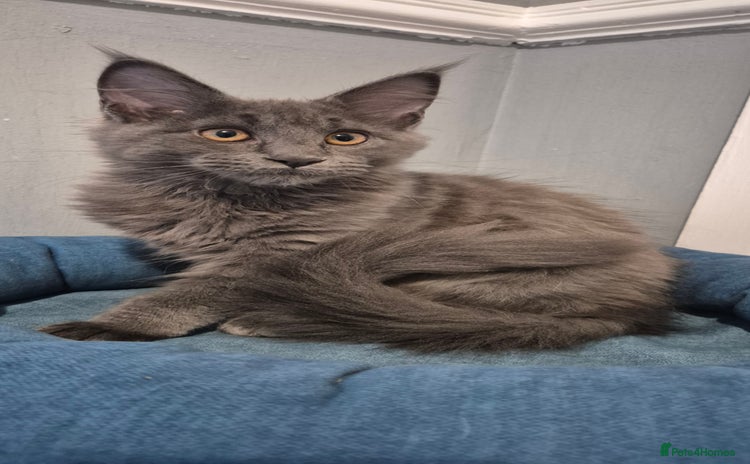 Maine Coon cats - Advert 11