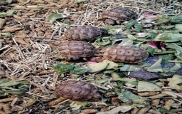 Tortoise reptiles for sale: Med spur thigh tortoise hatchlings  - Image 3
