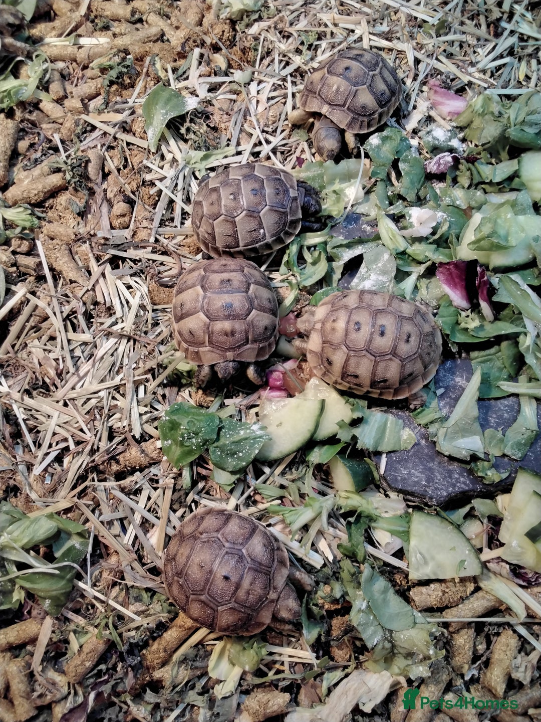 Tortoise reptiles for sale: Med spur thigh tortoise hatchlings  - Image 3