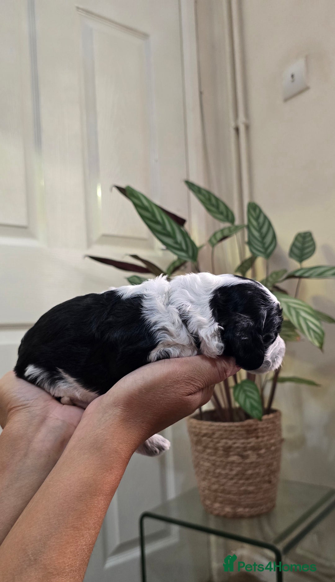 Cockapoo dogs for sale: Cockapoo Puppies Extensive Health Tested - Image 6
