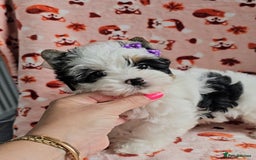 Yorkshire Terrier dogs for sale: Adorable Colourful yorkies 3 LEFT - Image 3