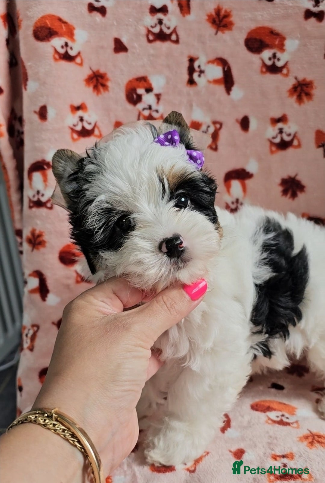 Yorkshire Terrier dogs for sale: Adorable Colourful yorkies 3 LEFT - Image 3