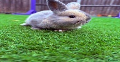 Mini Lop rabbits - Advert 7