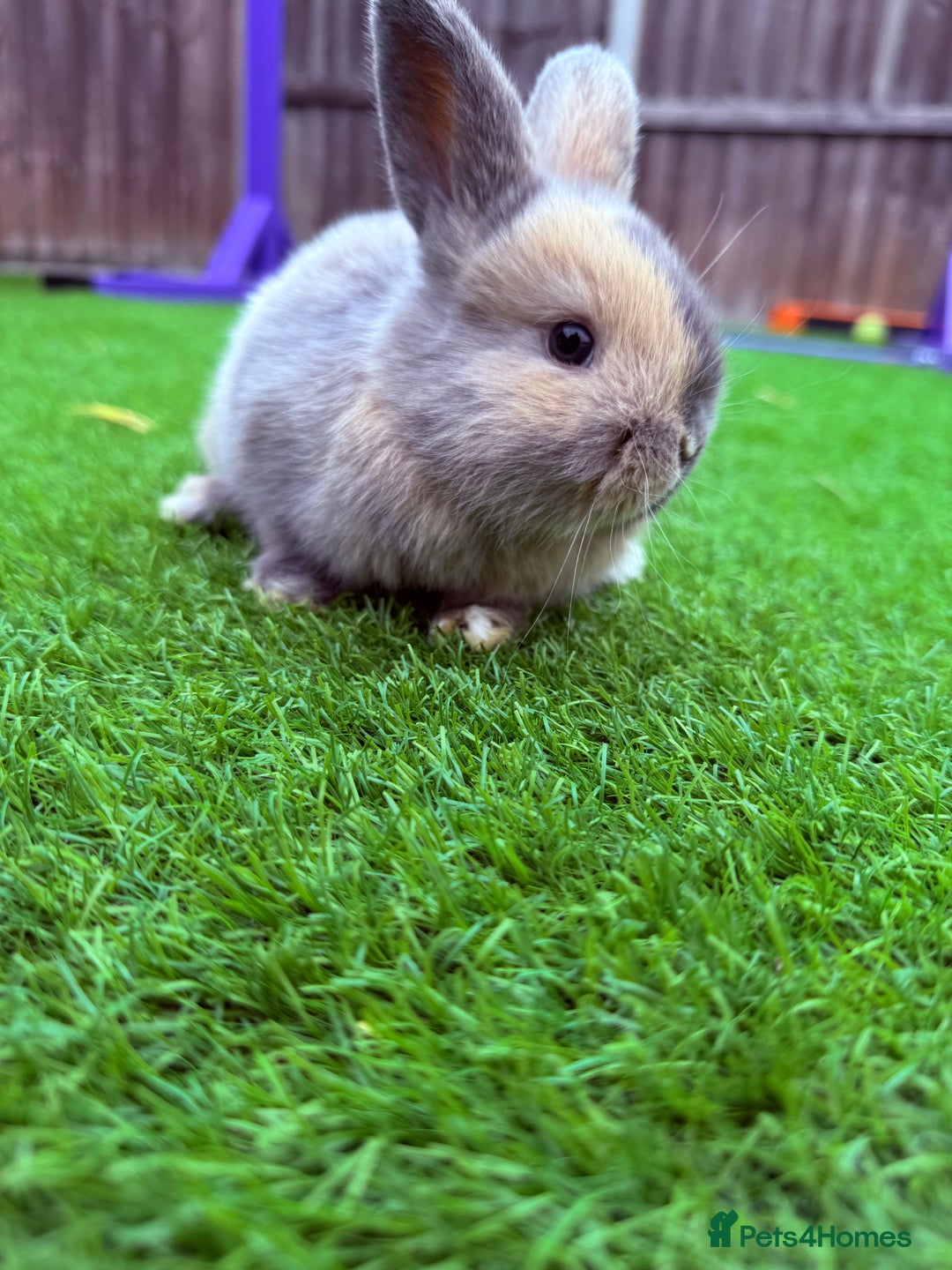 Mini Lop rabbits for sale: Mini Lop Rabbit  - Image 2