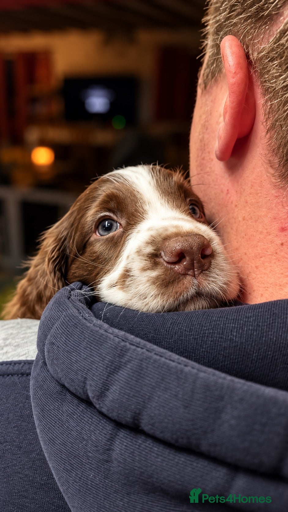 English Springer Spaniel dogs English springer spaniel puppies for sale - Advert 1