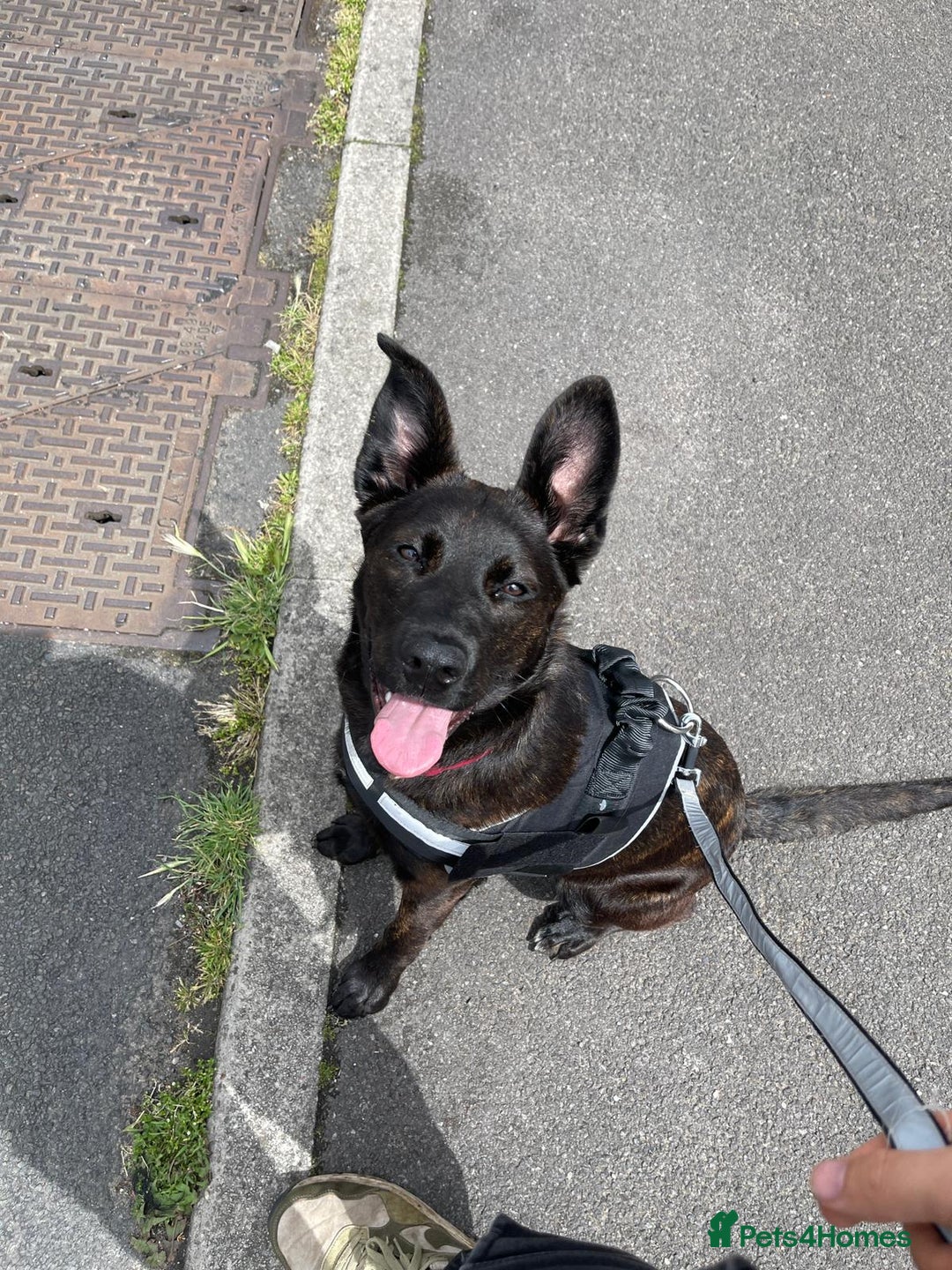 Mixed Breed dogs for sale: German Shepherd x Cane Corso - Image 6