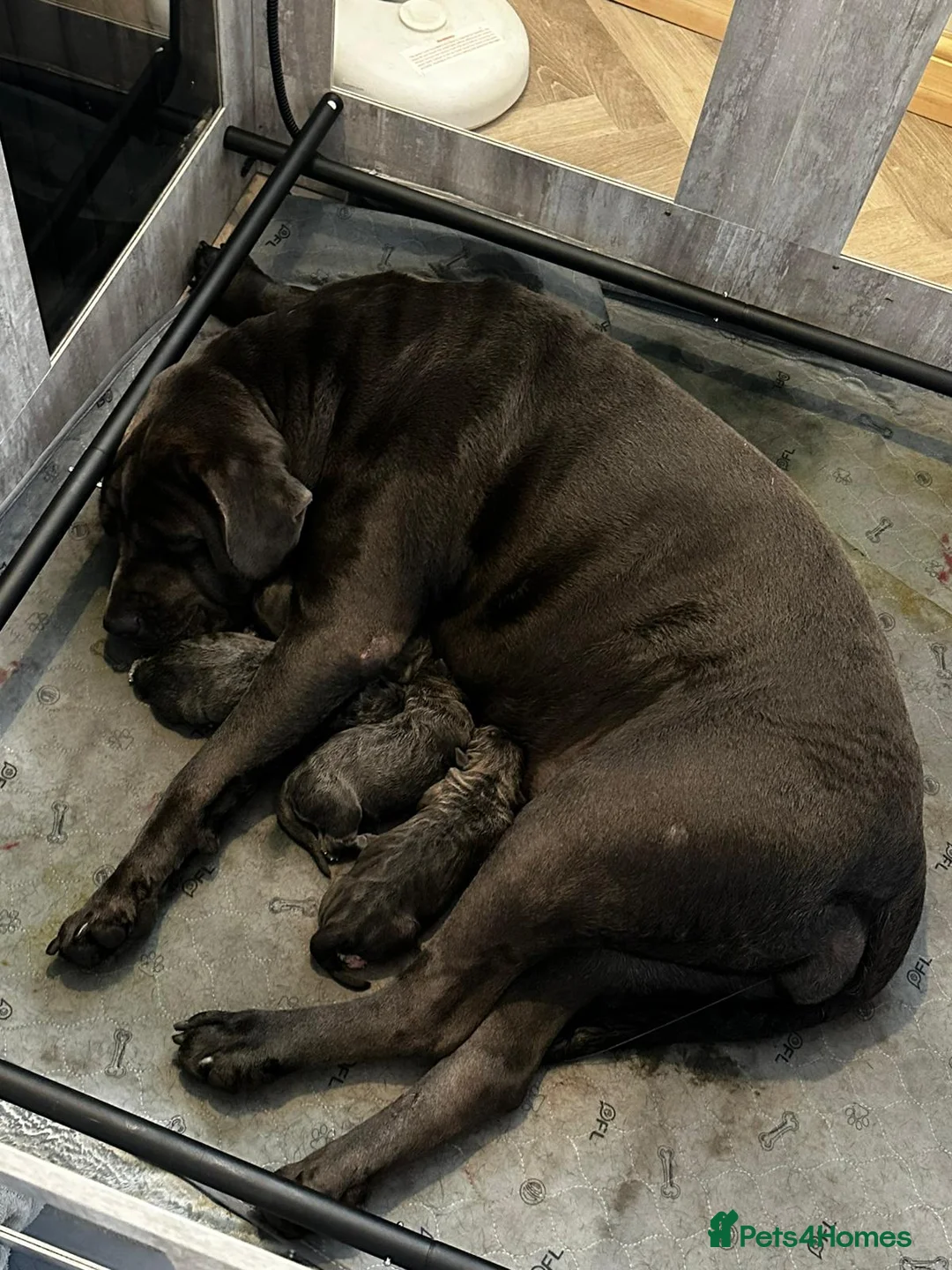 Cane Corso dogs for sale: Cane corso puppies  in Manchester - Advert 2