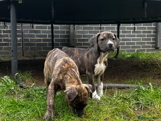 Mixed Breed dogs Blue Staffy x Boerboel – Ready for a Home - Advert 4