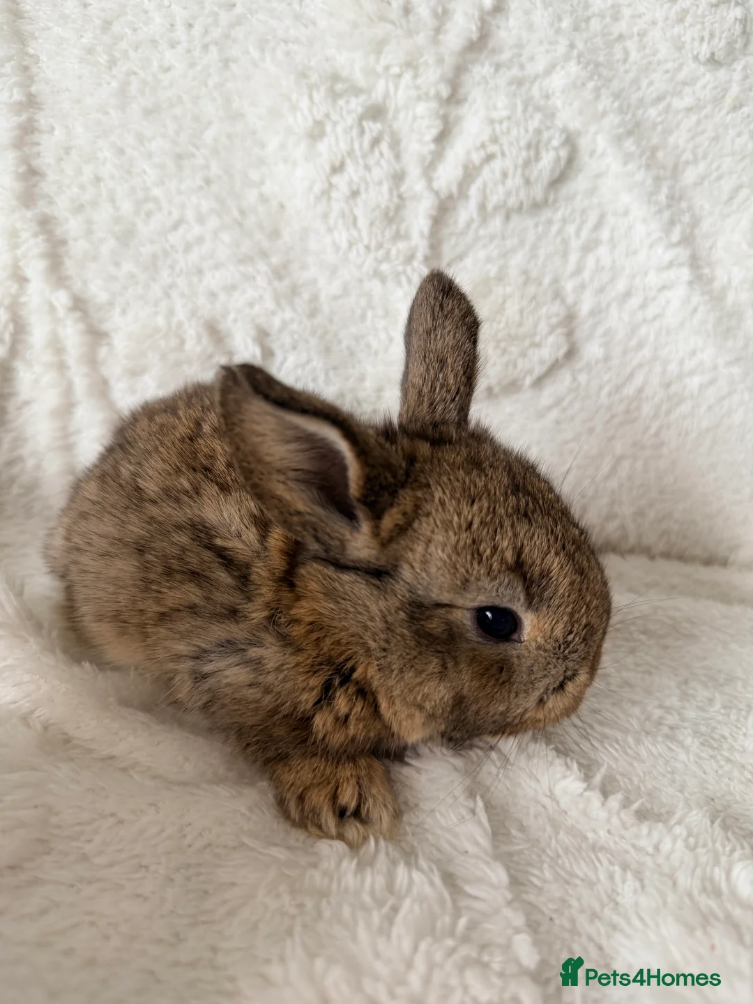 Mini Lop rabbits for sale: Mini lops - Advert 10