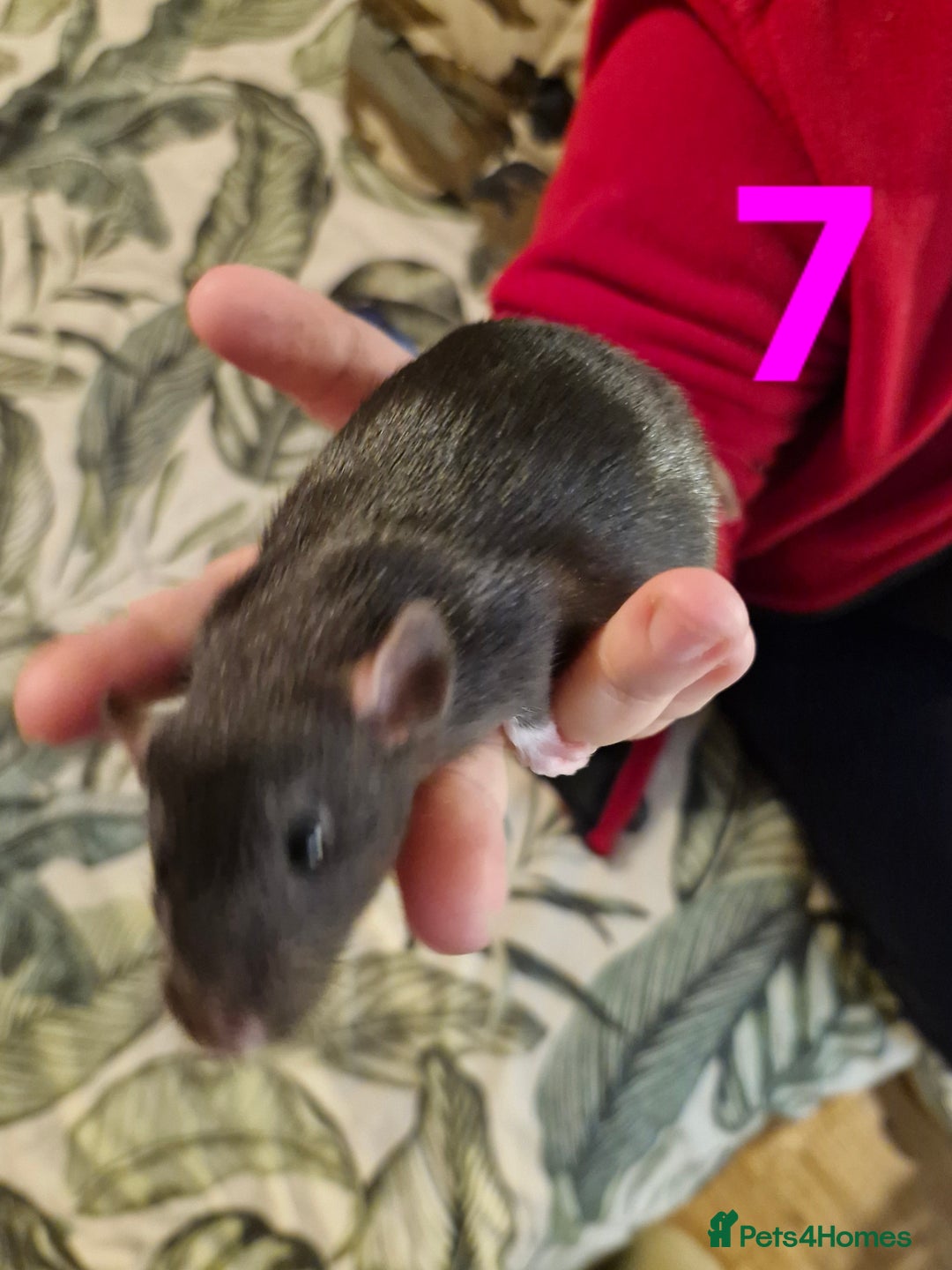 Rat rodents for sale: 9 beautiful girls - Image 25