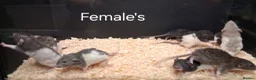 Rat rodents for sale: Baby Dumbo Rat's  - Advert 4