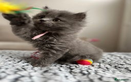 British Longhair cats for sale: British Longhair Girl - Image 5