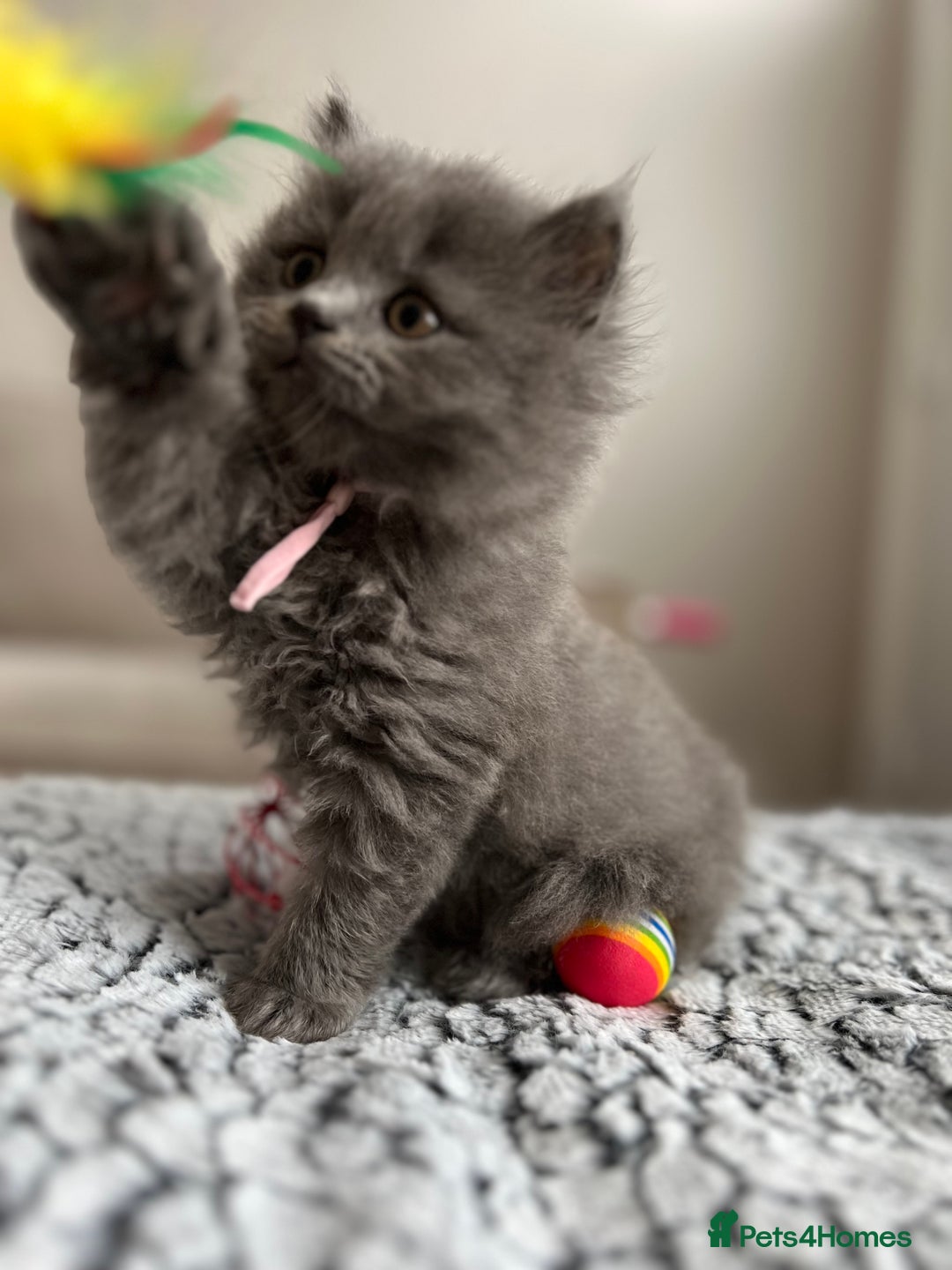British Longhair cats for sale: British Longhair Girl - Image 5