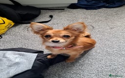 Chorkie dogs for sale: Chorkie female for sale - Image 2