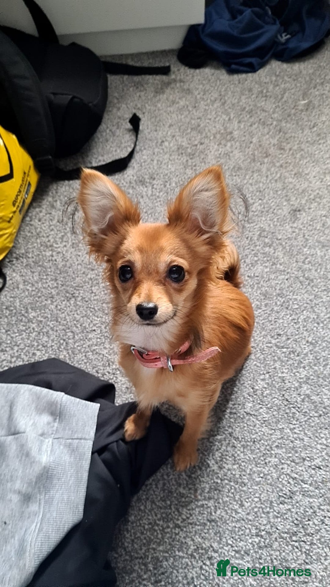 Chorkie dogs for sale: Chorkie female for sale - Image 2