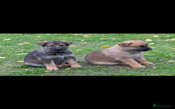 German Shepherd dogs for sale: German Shepherd puppy family guard dogs - Image 10