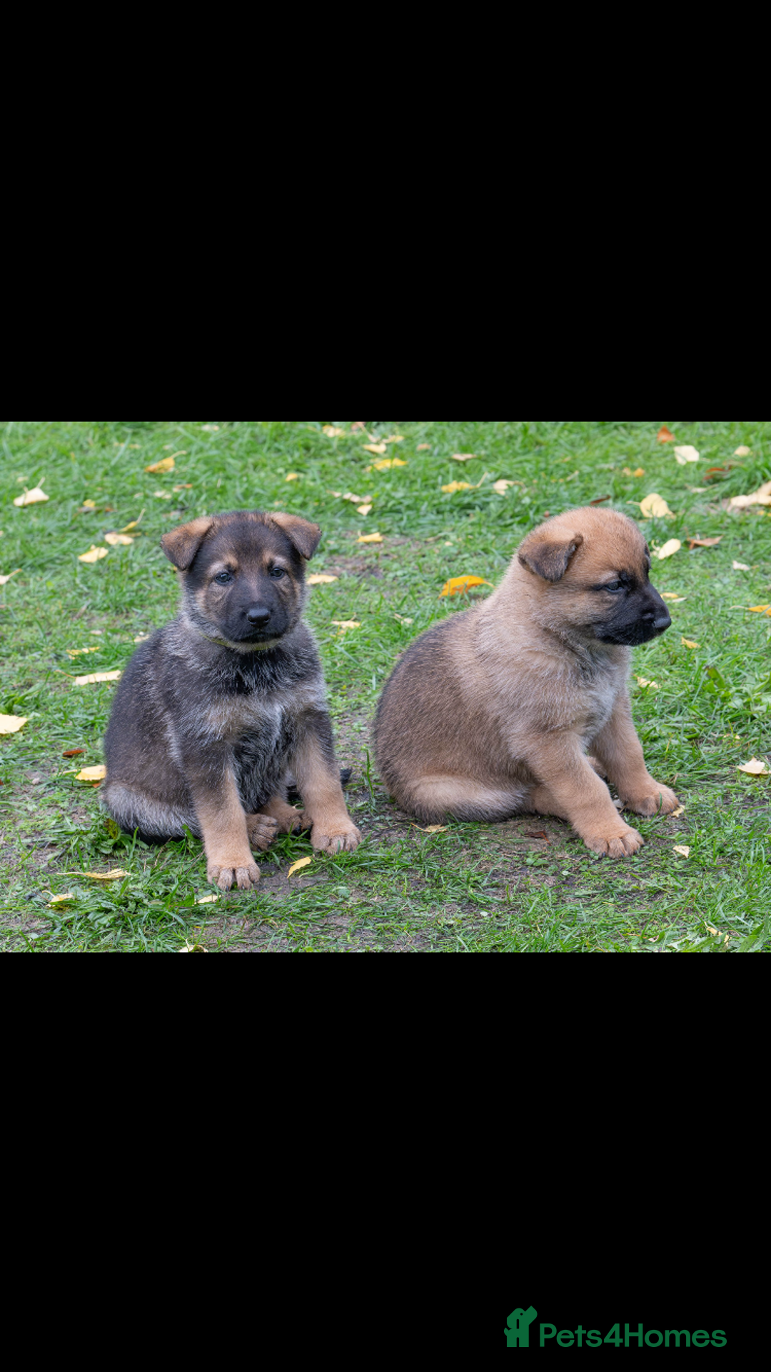 German Shepherd dogs for sale: German Shepherd puppy family guard dogs - Image 10