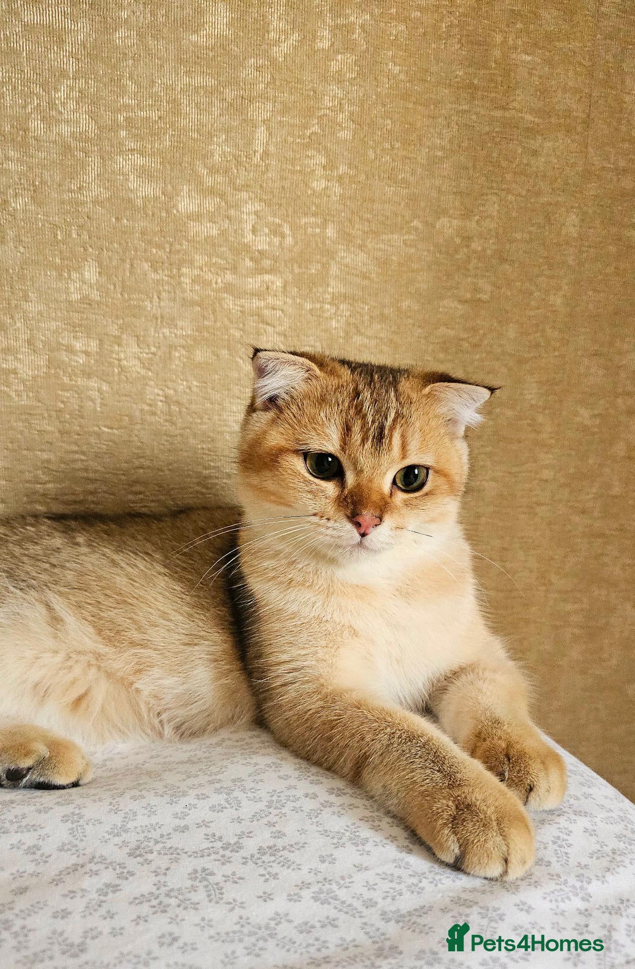 Scottish Fold cats Pedigree😻SF TICA registered😻kittens😻 - Advert 16
