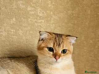 Scottish Fold cats Pedigree😻SF TICA registered😻kittens😻 - Advert 16
