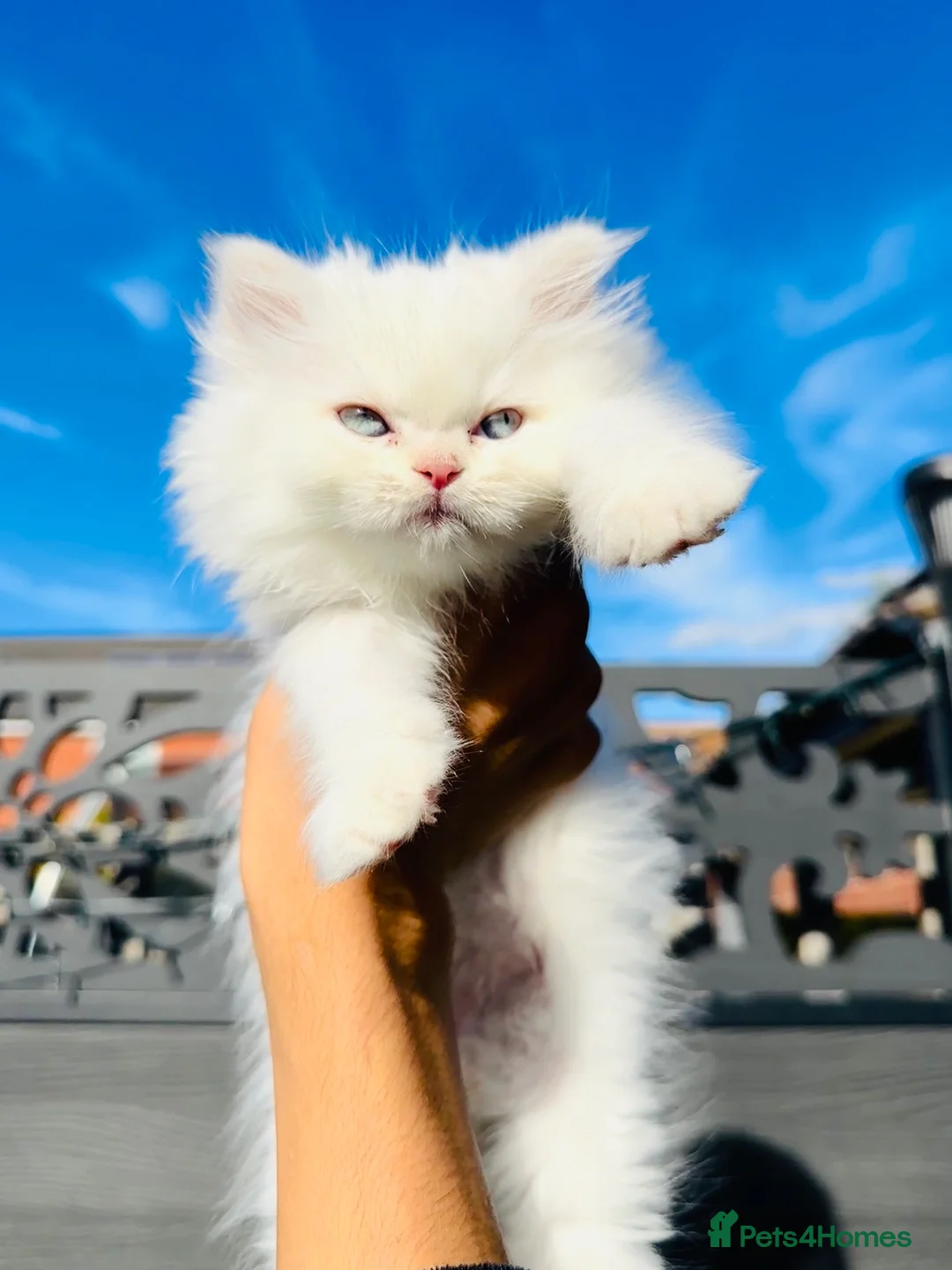 Persian cats for sale: 🤍🐾 Beautiful Fluffy White Kitten blue eyes 🐾🤍 - Advert 6