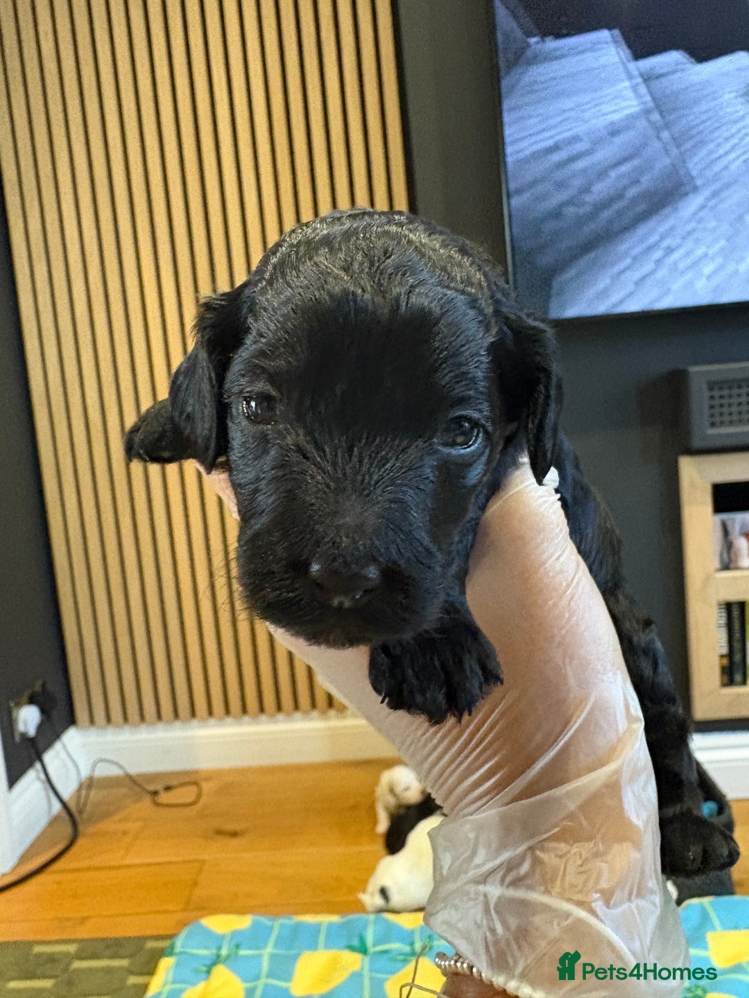Cockapoo dogs for sale: ✨6 cockapoo puppies looking for forever home ✨ - Image 3