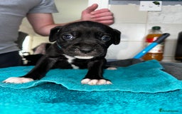 Mixed Breed dogs for sale: Cane corso X staff - Image 20