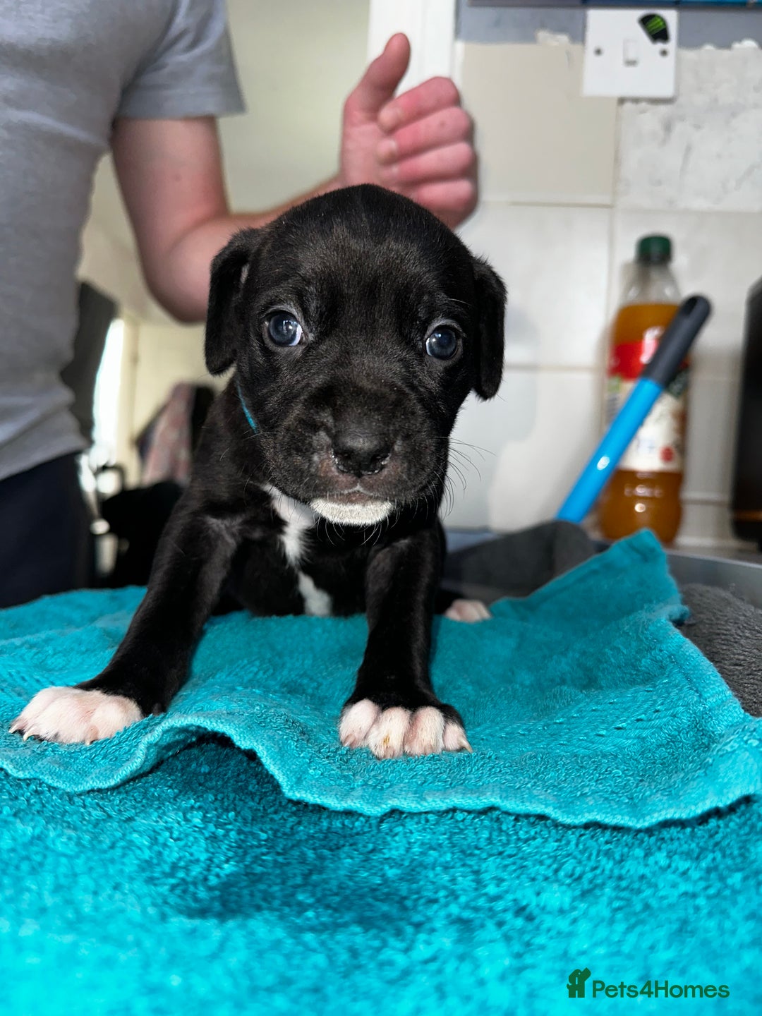 Mixed Breed dogs for sale: Cane corso X staff - Image 20