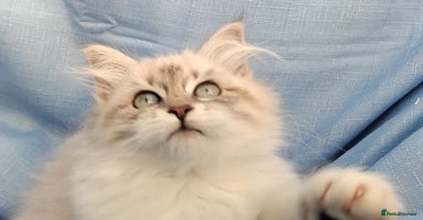 Siberian cats - Advert 13