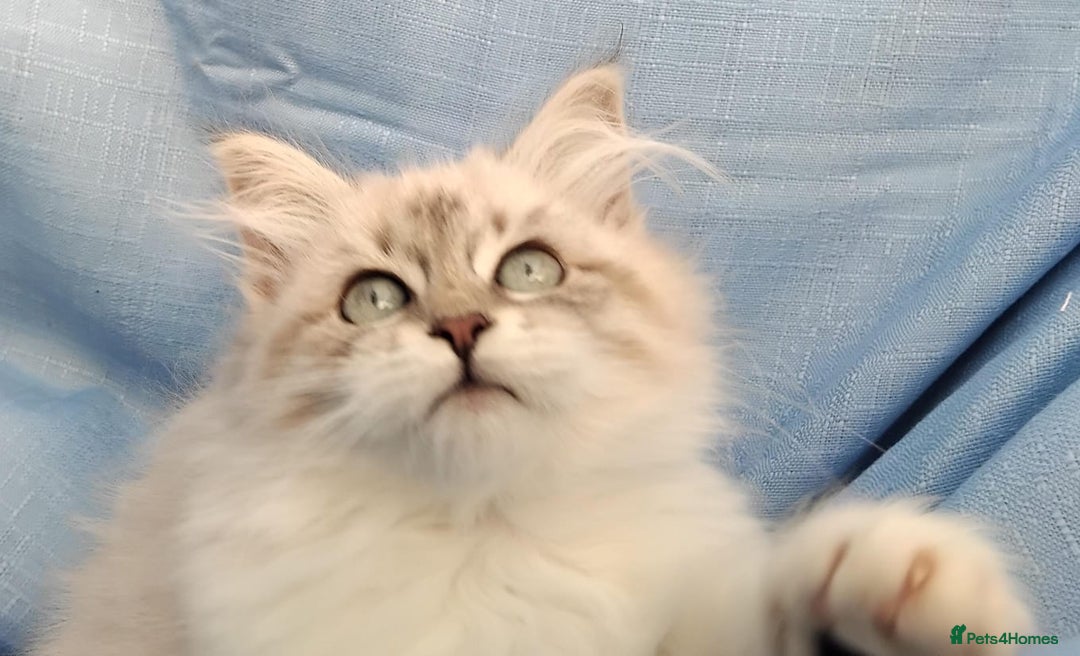 Siberian cats for sale: GCCF Registered Pure Siberian kittens For Sale.   - Image 2