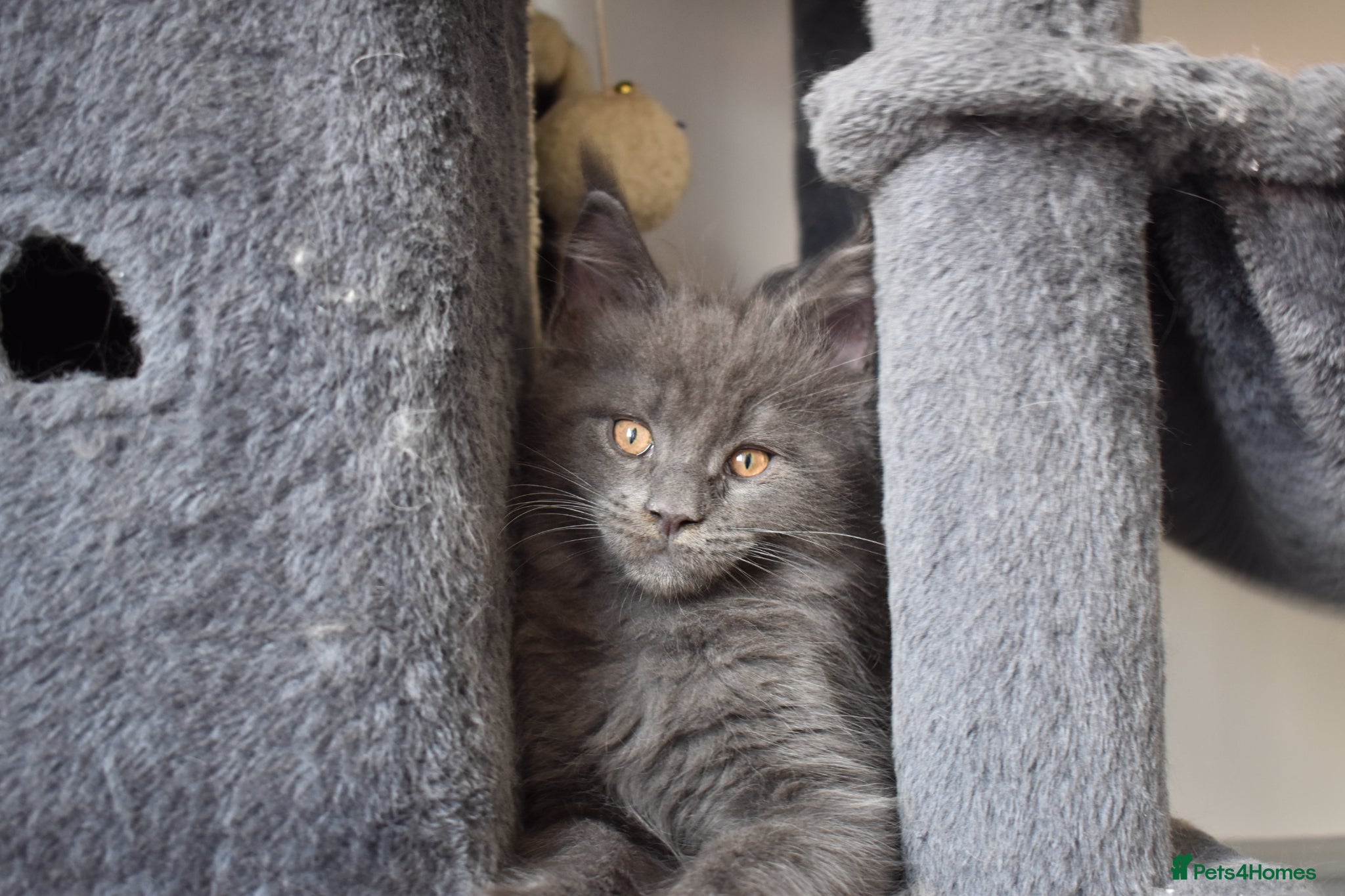 Maine Coon cats 👻😻 TICA REGISTERED Maine coon for sale👻😻 - Advert 1