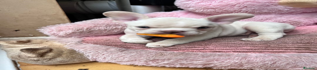 French Bulldog Puppy 3