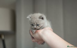 British Shorthair cats for sale: 🩶🐈🐾 Stunning BSH Kittens 🩶🐈🐾 - Image 23