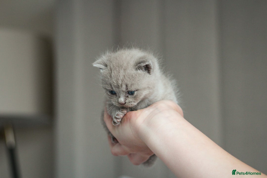 British Shorthair cats for sale: 🩶🐈🐾 Stunning BSH Kittens 🩶🐈🐾 - Image 23
