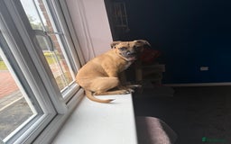 Staffordshire Bull Terrier dogs for sale: Dog for sale  - Image 2