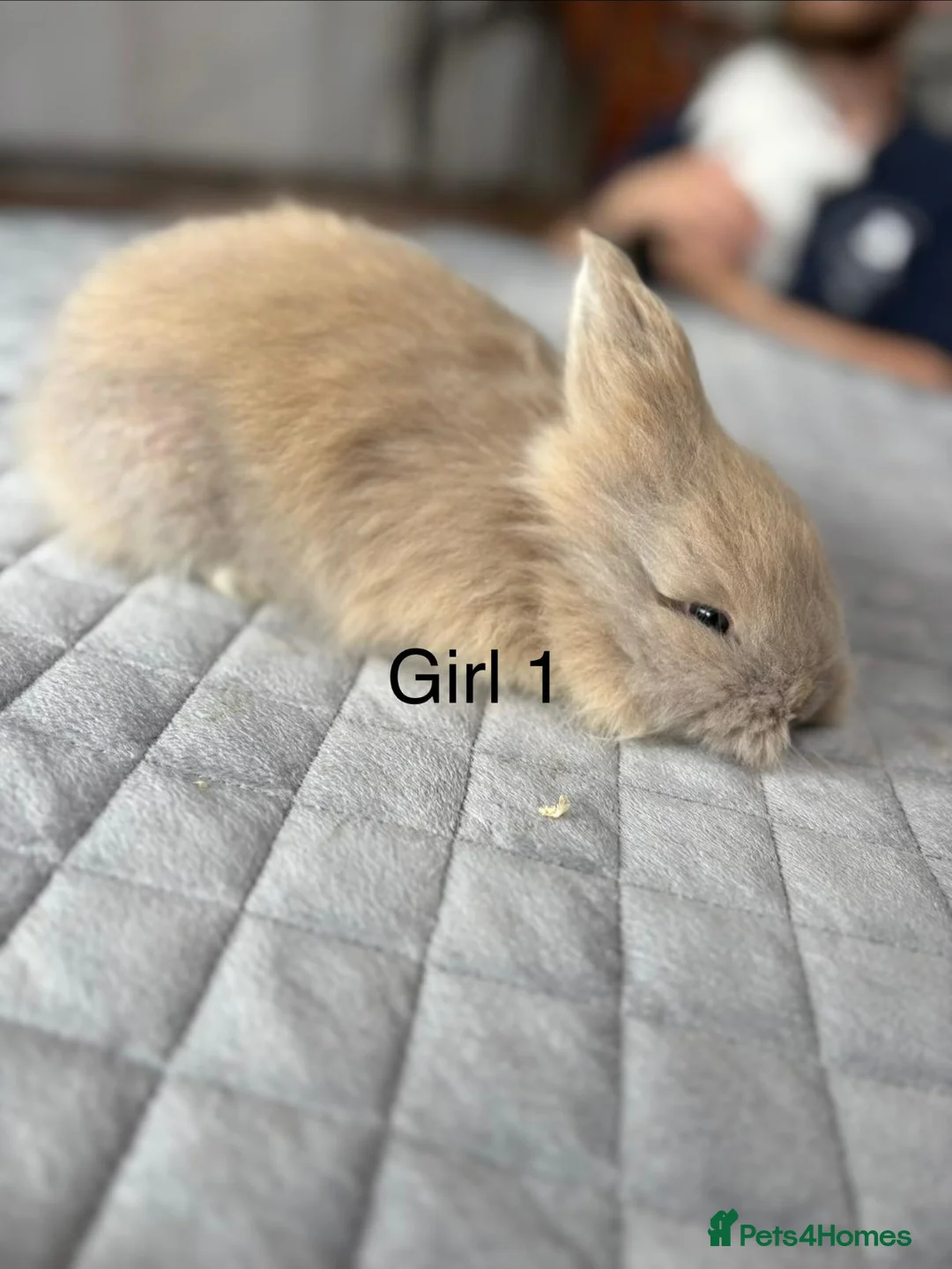 Angora rabbits for sale: Baby Teddy Widder rabbits for sale - Advert 2
