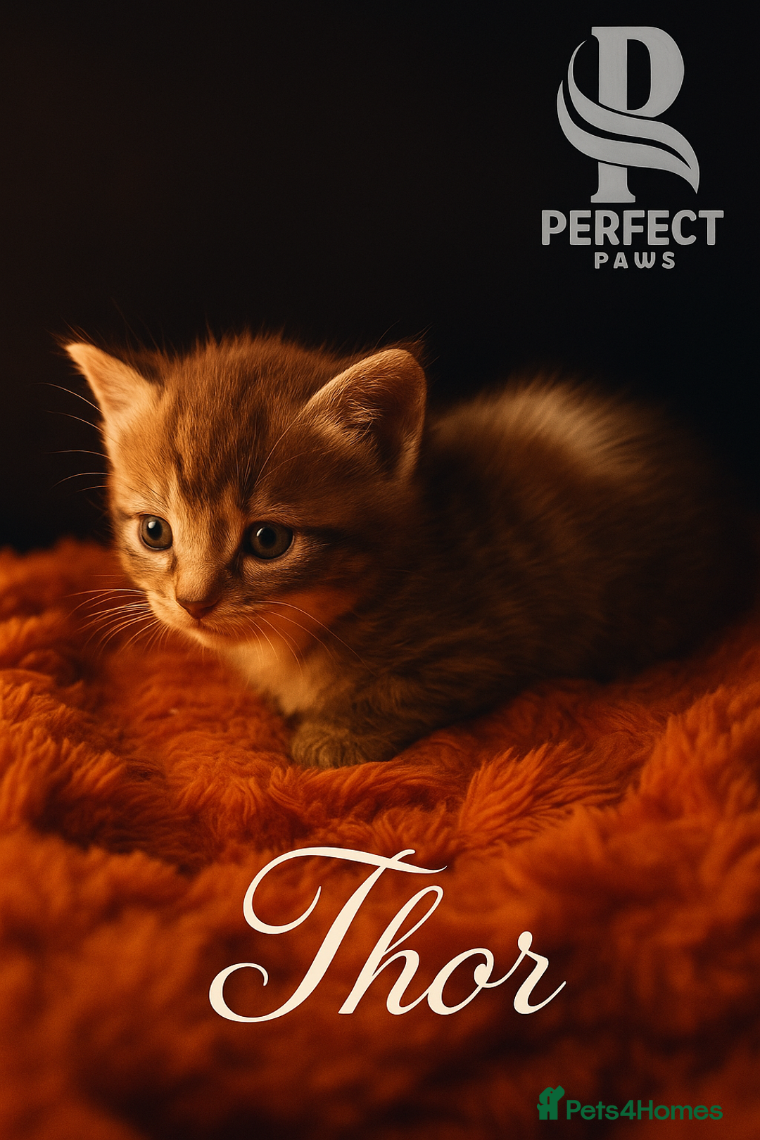 Norwegian Forest Cat cats for sale: 5 beautiful friendly boys - Image 3