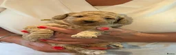Labradoodle dogs for sale: 🐾 Labradoodle Puppies – Boys & Girls Available 🐾 - Advert 39