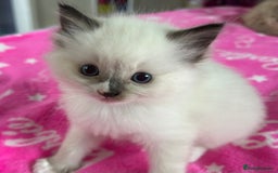 Ragdoll cats for sale: Adorable beautiful Ragdolls. - Image 4