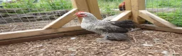 Chickens poultry for sale: Pekin Bantam Cockerels - Advert 10