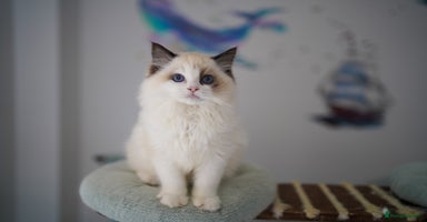 Ragdoll cats TICA register seal bicolor boy - Advert 6